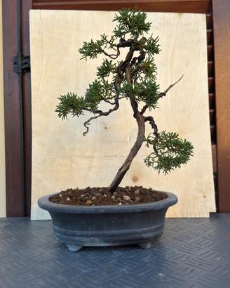 Bonsai Ginepro kishu
