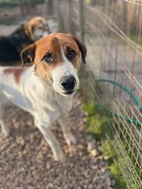 Cucciolone, taglia media, buonissimo