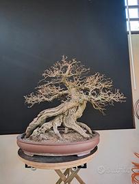 pianta da complemento d arredo