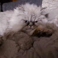 Gatto persiano chinchillà di 1 anno