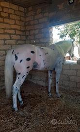 Cavallo