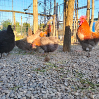 Galli e galline ornamentali Marans/Legbar/Olive Eg