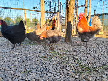 Galli e galline ornamentali Marans/Legbar/Olive Eg