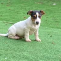 A Natale, un Cucciolo Di Jack Russell