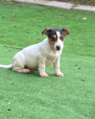 A Natale, un Cucciolo Di Jack Russell