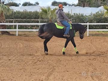 Cavalla American Paint Horse
