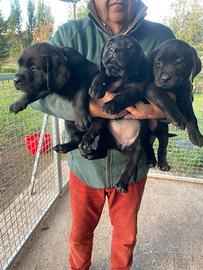 Labrador neri con pedigree