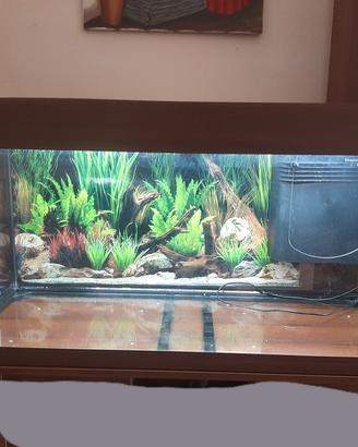 acquario 