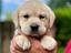 Immagine 12