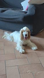 COCKER  SPANIEL  INGLESE