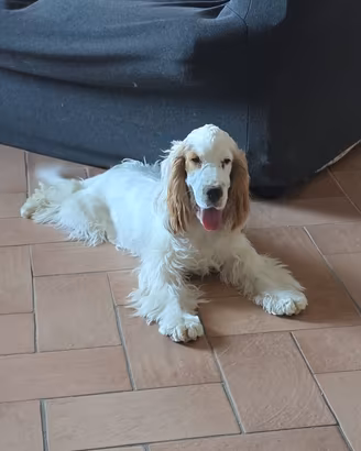 COCKER  SPANIEL  INGLESE