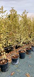 ligustro variegato