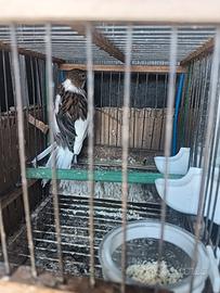 Uccelli