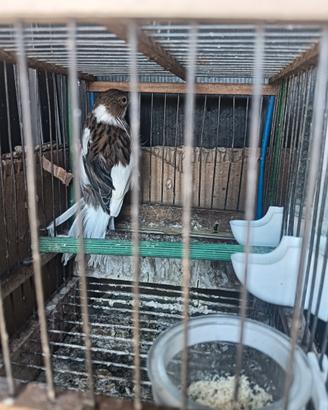 Uccelli