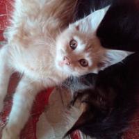Maine coon cucciolo red silver