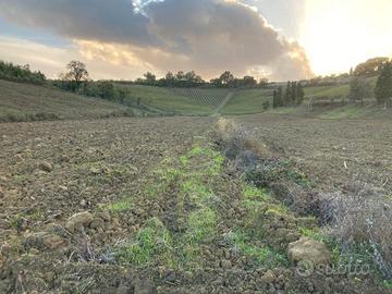 Azienda agricola 20Ha