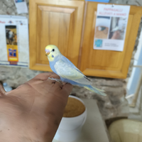 Cocoriti allevati a mano