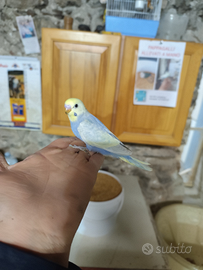 Cocoriti allevati a mano