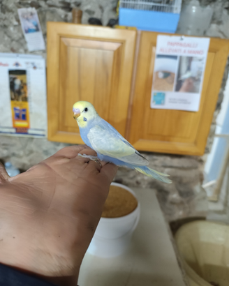 Cocoriti allevati a mano