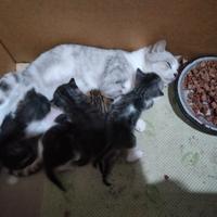 5 Gattini a pelo lungo di due mesi