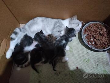 5 Gattini a pelo lungo di due mesi