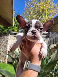 Cucciolo Bulldog Francese