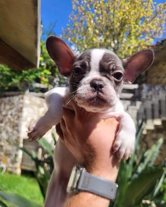 Cucciolo Bulldog Francese