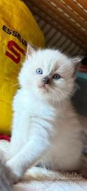 Ragdoll