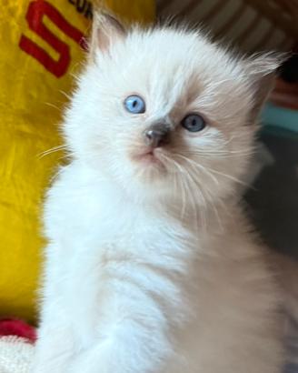 Ragdoll cuccioli