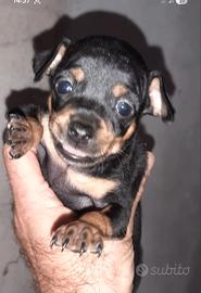 cucciolo di razza pinscher nero focato. 