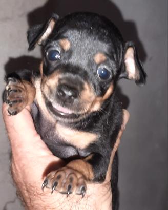 cucciolo di razza pinscher nero focato. 