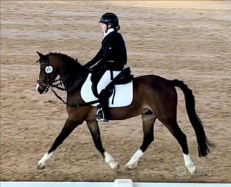 Pony
