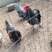 Galline australop e amrock