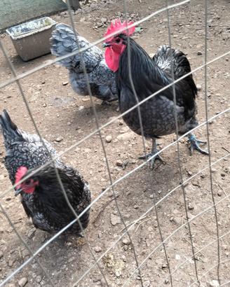 Galline australop e amrock