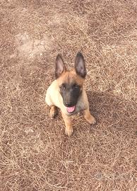 Salve disponibili cuccioli di pastore belga malino