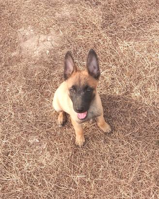 Salve disponibili cuccioli di pastore belga malino