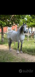 Mezza Fida Cavalla QuarterXAndaluso