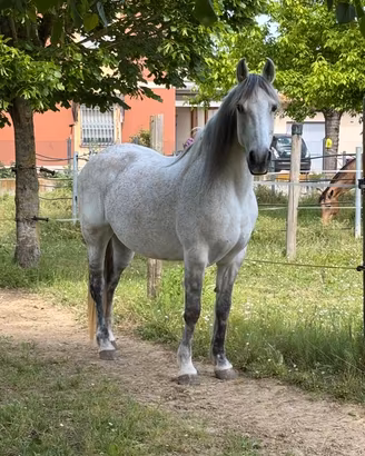 Mezza Fida Cavalla QuarterXAndaluso