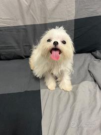 Maltesi coreani