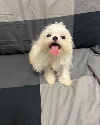 Maltesi coreani