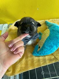 Cucciolo maschio due mesi