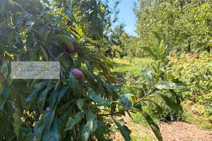 Terreno agricolo e terreno con frutteto e laghetto