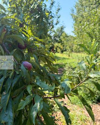 Terreno agricolo e terreno con frutteto e laghetto