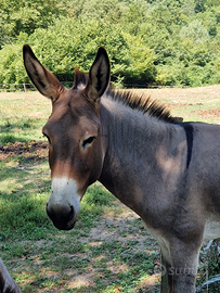 Asino amiatino intero