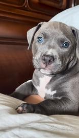 Urgent: pitbull alta genealogia