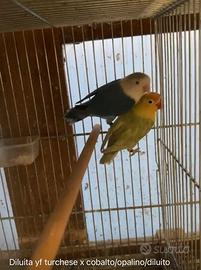 Inseparabili Fischer diluiti