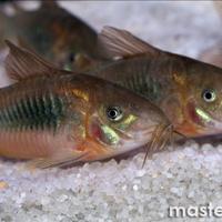 Ultimi Corydoras e cardinali