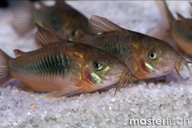 Ultimi Corydoras e cardinali