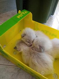 Gattini pelo lungo occhi azzurri ragdoll