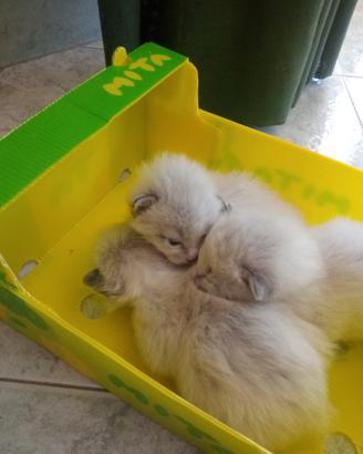 Gattini pelo lungo occhi azzurri ragdoll